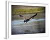 Canadian Goose in Flight 2-Jai Johnson-Framed Giclee Print
