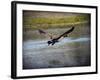 Canadian Goose in Flight 2-Jai Johnson-Framed Giclee Print