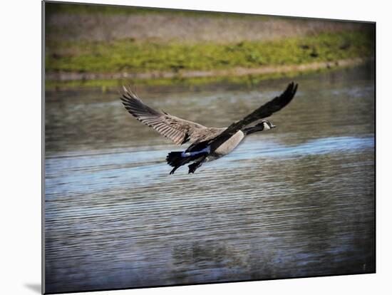 Canadian Goose in Flight 2-Jai Johnson-Mounted Giclee Print