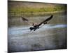 Canadian Goose in Flight 2-Jai Johnson-Mounted Giclee Print