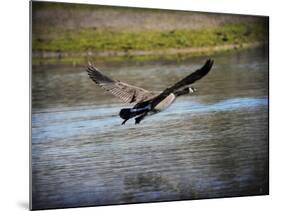 Canadian Goose in Flight 2-Jai Johnson-Mounted Giclee Print