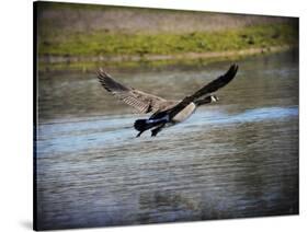 Canadian Goose in Flight 2-Jai Johnson-Stretched Canvas