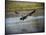 Canadian Goose in Flight 2-Jai Johnson-Stretched Canvas