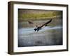 Canadian Goose in Flight 2-Jai Johnson-Framed Giclee Print