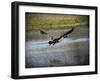 Canadian Goose in Flight 2-Jai Johnson-Framed Giclee Print