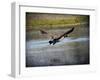 Canadian Goose in Flight 2-Jai Johnson-Framed Giclee Print