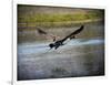 Canadian Goose in Flight 2-Jai Johnson-Framed Giclee Print