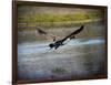 Canadian Goose in Flight 2-Jai Johnson-Framed Giclee Print