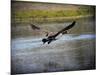 Canadian Goose in Flight 2-Jai Johnson-Mounted Giclee Print