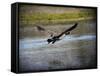 Canadian Goose in Flight 2-Jai Johnson-Framed Stretched Canvas