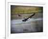 Canadian Goose in Flight 2-Jai Johnson-Framed Giclee Print