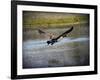 Canadian Goose in Flight 2-Jai Johnson-Framed Giclee Print