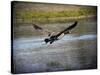 Canadian Goose in Flight 2-Jai Johnson-Stretched Canvas