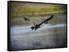 Canadian Goose in Flight 2-Jai Johnson-Framed Stretched Canvas