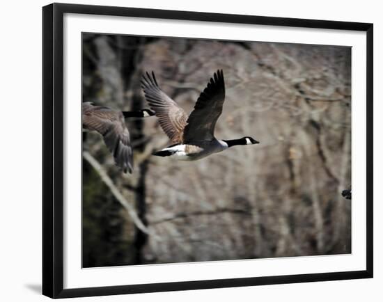 Canadian Goose in Flight 3-Jai Johnson-Framed Giclee Print