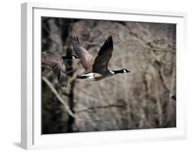 Canadian Goose in Flight 3-Jai Johnson-Framed Giclee Print