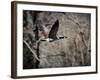 Canadian Goose in Flight 3-Jai Johnson-Framed Giclee Print