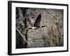 Canadian Goose in Flight 3-Jai Johnson-Framed Giclee Print