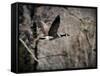 Canadian Goose in Flight 3-Jai Johnson-Framed Stretched Canvas