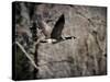 Canadian Goose in Flight 3-Jai Johnson-Stretched Canvas