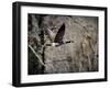 Canadian Goose in Flight 3-Jai Johnson-Framed Giclee Print