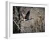 Canadian Goose in Flight 3-Jai Johnson-Framed Giclee Print