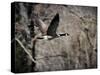 Canadian Goose in Flight 3-Jai Johnson-Stretched Canvas