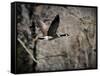 Canadian Goose in Flight 3-Jai Johnson-Framed Stretched Canvas