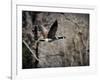 Canadian Goose in Flight 3-Jai Johnson-Framed Giclee Print