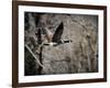 Canadian Goose in Flight 3-Jai Johnson-Framed Giclee Print