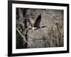 Canadian Goose in Flight 3-Jai Johnson-Framed Giclee Print