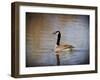 Canadian Goose in the Water-Jai Johnson-Framed Giclee Print