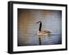 Canadian Goose in the Water-Jai Johnson-Framed Giclee Print