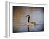 Canadian Goose in the Water-Jai Johnson-Framed Giclee Print