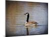 Canadian Goose in the Water-Jai Johnson-Mounted Giclee Print