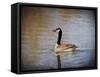 Canadian Goose in the Water-Jai Johnson-Framed Stretched Canvas