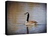 Canadian Goose in the Water-Jai Johnson-Stretched Canvas