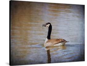 Canadian Goose in the Water-Jai Johnson-Stretched Canvas