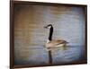 Canadian Goose in the Water-Jai Johnson-Framed Giclee Print