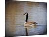 Canadian Goose in the Water-Jai Johnson-Mounted Giclee Print