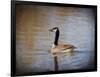 Canadian Goose in the Water-Jai Johnson-Framed Giclee Print