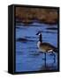 Canadian Goose in Water, CO-Elizabeth DeLaney-Framed Stretched Canvas