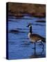 Canadian Goose in Water, CO-Elizabeth DeLaney-Stretched Canvas