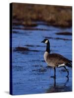 Canadian Goose in Water, CO-Elizabeth DeLaney-Stretched Canvas