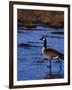 Canadian Goose in Water, CO-Elizabeth DeLaney-Framed Premium Photographic Print