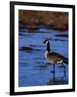 Canadian Goose in Water, CO-Elizabeth DeLaney-Framed Premium Photographic Print