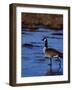 Canadian Goose in Water, CO-Elizabeth DeLaney-Framed Photographic Print