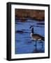 Canadian Goose in Water, CO-Elizabeth DeLaney-Framed Photographic Print