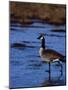 Canadian Goose in Water, CO-Elizabeth DeLaney-Mounted Photographic Print