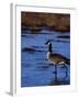 Canadian Goose in Water, CO-Elizabeth DeLaney-Framed Photographic Print
